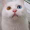 Odd-Eyed Cat