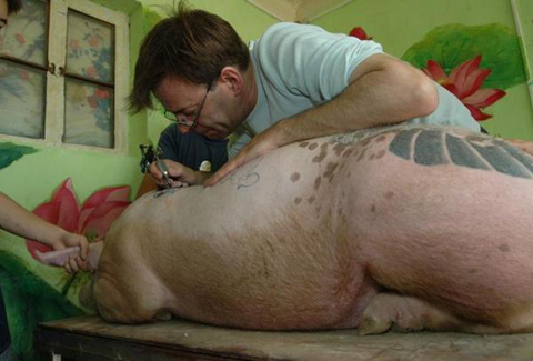 111 Tattooed Pigs