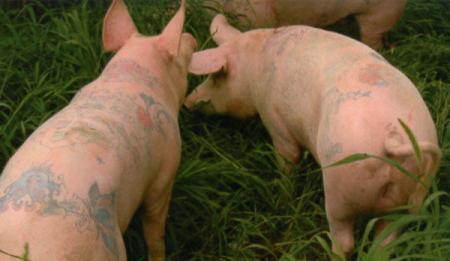 31 Tattooed Pigs