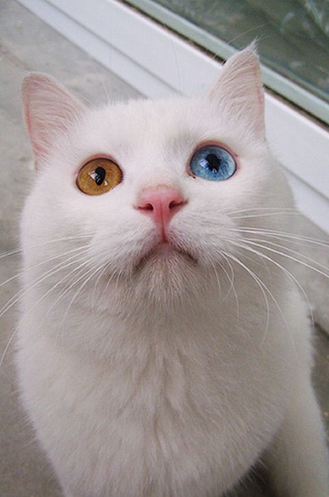 cat with Heterochromia 01 Odd Eyed Cat