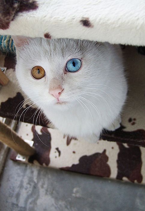 cat with Heterochromia 04 Odd Eyed Cat