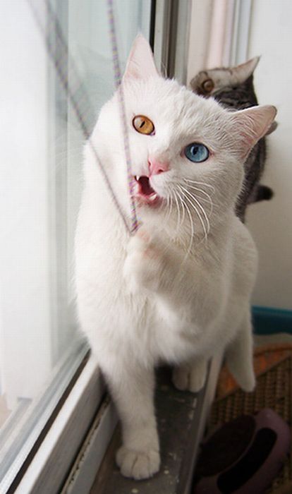 cat with Heterochromia 06 Odd Eyed Cat