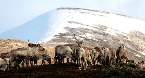 reindeer 3 e1295401454803 Reindeers Fly High