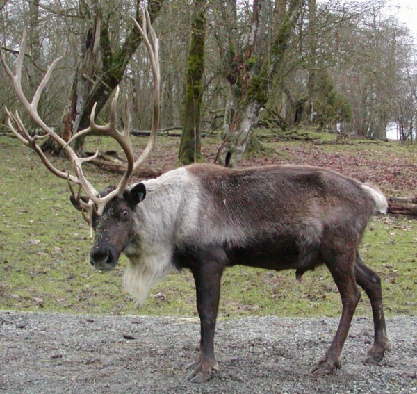 reindeer4 e1295401469935 Reindeers Fly High